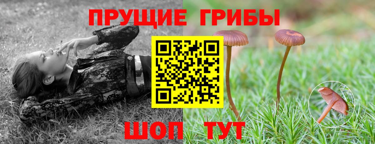 Галлюциногенные грибы Psilocybe  Вход с VPN  Шатура 